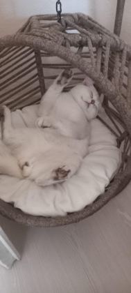 BRİTİSH SHORTHAİR KEDİSİ