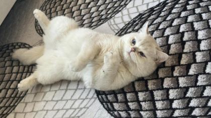 BRİTİSH SHORTHAİR KEDİSİ