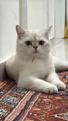 BRİTİSH SHORTHAİR KEDİSİ