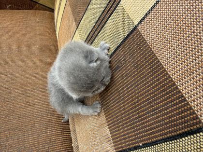 YAVRU BRİTİSH KEDİSİ SAHİPLENDİRİLECEKTİR