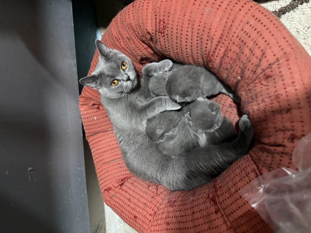 YAVRU BRİTİSH KEDİSİ SAHİPLENDİRİLECEKTİR
