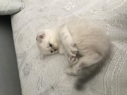 BRİTİSH SHORTHAİR KEDİDİR