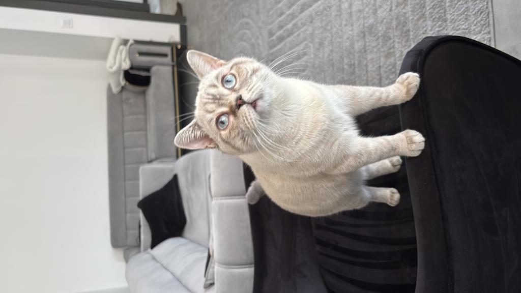 BLUE POİNT BRİTİSH KEDİMİZ