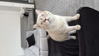 BLUE POİNT BRİTİSH KEDİMİZ