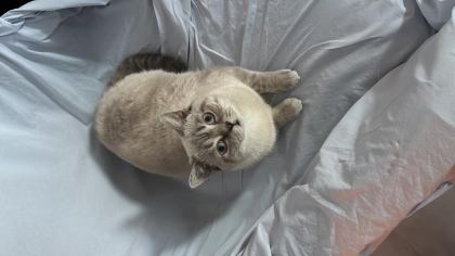 BLUE POİNT BRİTİSH KEDİMİZ