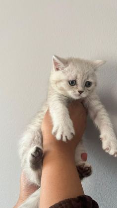 BRİTİSH DİŞİ BEBEKLER