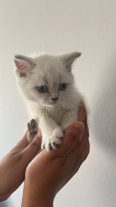 BRİTİSH DİŞİ BEBEKLER