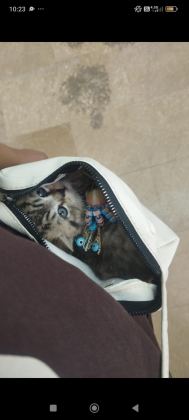 BRITISH SHORTHAIR SILVER TABBY