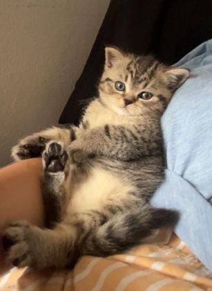 BRITISH SHORTHAIR SILVER TABBY