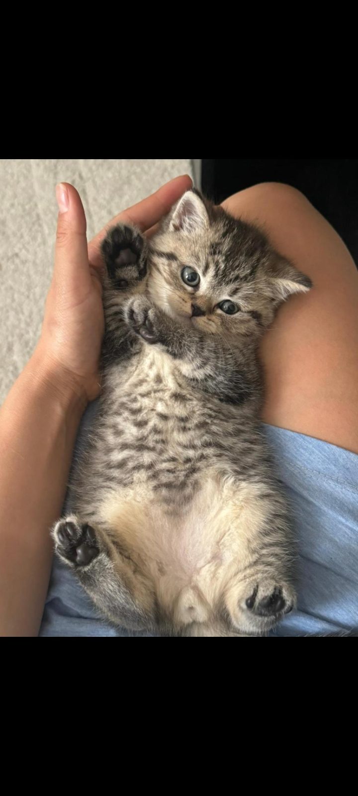 BRITISH SHORTHAIR SILVER TABBY