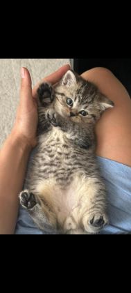 BRITISH SHORTHAIR SILVER TABBY