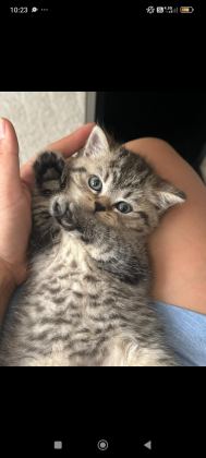 BRITISH SHORTHAIR SILVER TABBY