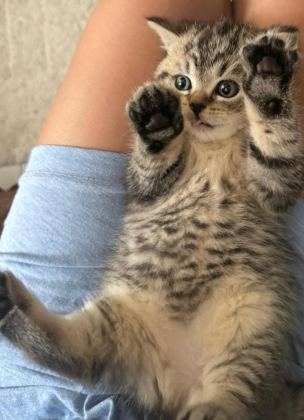 BRITISH SHORTHAIR SILVER TABBY