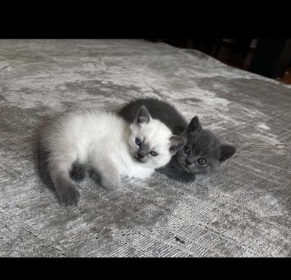 ORJİNAL SAF KAN 2 ADET YAVRU KEDİLER