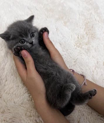 ORJİNAL SAF KAN 2 ADET YAVRU KEDİLER