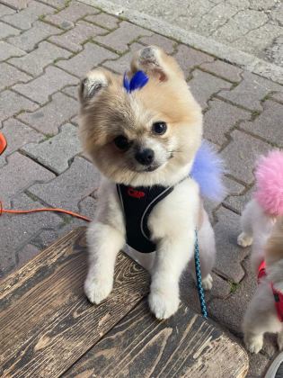 POMERANİAN EVLATLAR