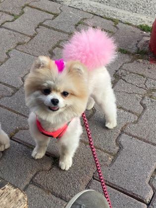 POMERANİAN EVLATLAR