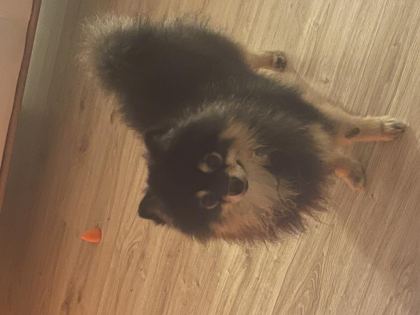 3,5 YAŞINDA ERKEK ÇİĞLİ AŞILARI TAM POMERANİAN