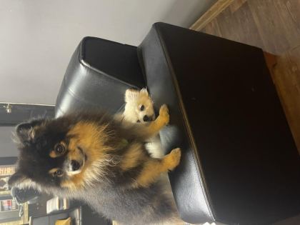 3,5 YAŞINDA ERKEK ÇİĞLİ AŞILARI TAM POMERANİAN