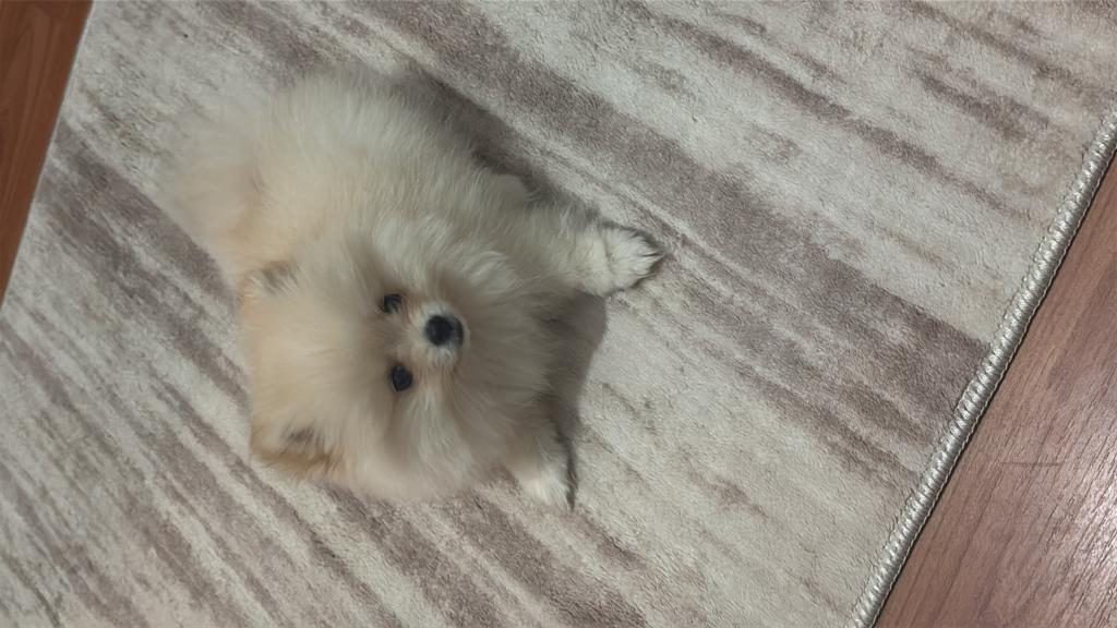 POMERANİAN 3.5 AYLIK