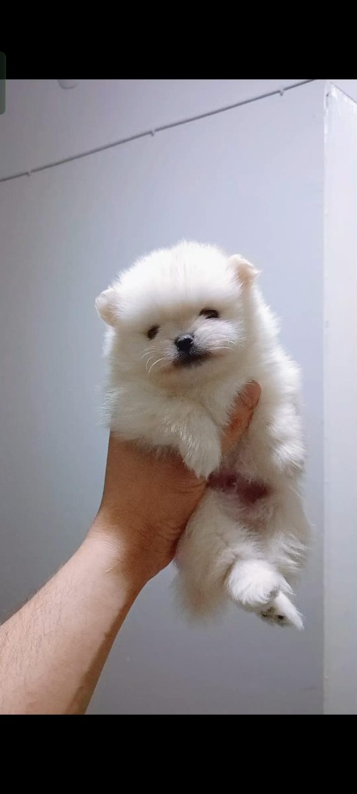 POMERANİAN BOO GÜNLÜK