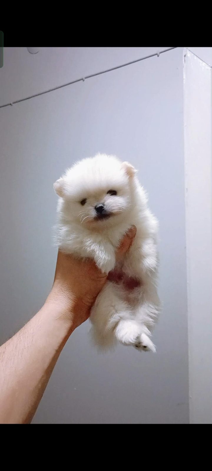 POMERANİAN BOO BEYAZ ERKEK