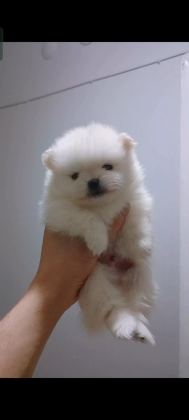 POMERANİAN BOO GÜNLÜK