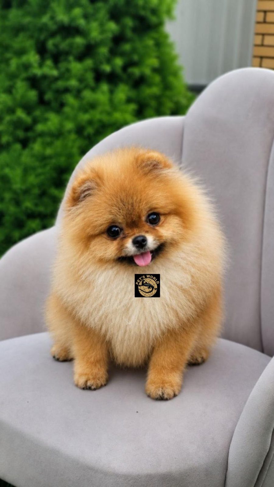 POMERANİAN BOO YAVRULARIMIZ