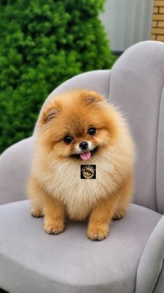 POMERANİAN BOO YAVRULARIMIZ