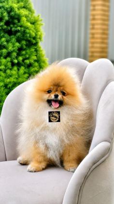 POMERANİAN BOO YAVRULARIMIZ