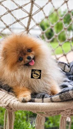 POMERANİAN BOO YAVRULARIMIZ