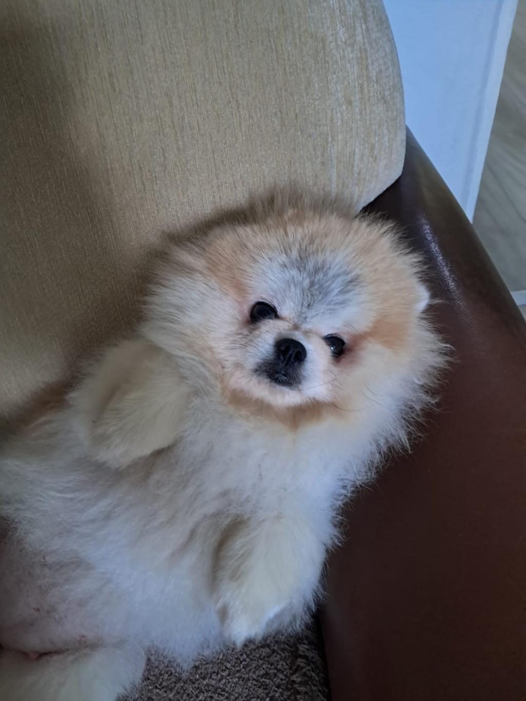 POMERANİAN BOO DİŞİ 1 YAŞINDA