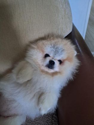 POMERANİAN BOO DİŞİ 1 YAŞINDA