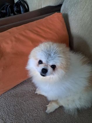 POMERANİAN BOO DİŞİ 1 YAŞINDA
