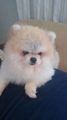 POMERANİAN BOO DİŞİ 1 YAŞINDA