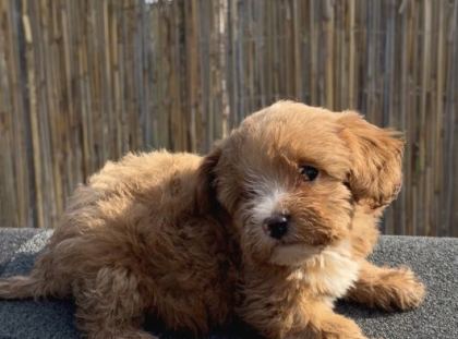 En Ufak Boy Maltipoo Yavrularımız