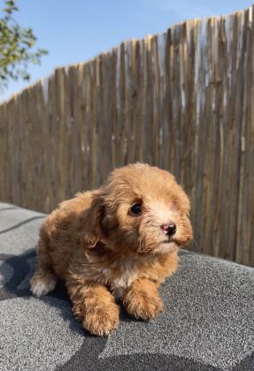 En Ufak Boy Maltipoo Yavrularımız