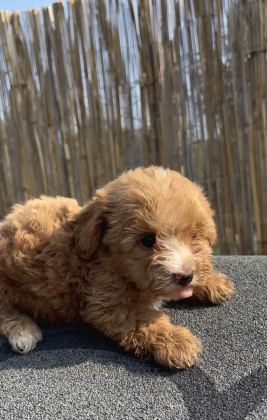 En Ufak Boy Maltipoo Yavrularımız