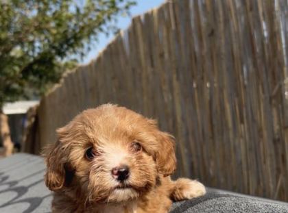 En Ufak Boy Maltipoo Yavrularımız