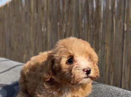 En Ufak Boy Maltipoo Yavrularımız