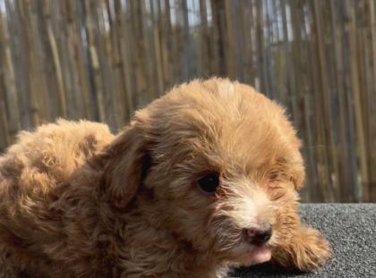 En Ufak Boy Maltipoo Yavrularımız