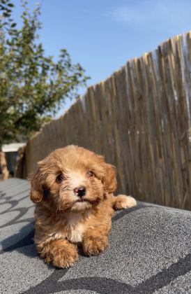 En Ufak Boy Maltipoo Yavrularımız