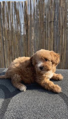 En Ufak Boy Maltipoo Yavrularımız