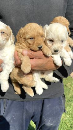 Şirin Maltipoo Yavrularımız