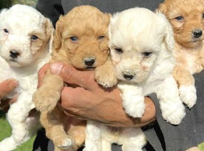 Şirin Maltipoo Yavrularımız