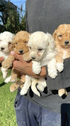 Şirin Maltipoo Yavrularımız