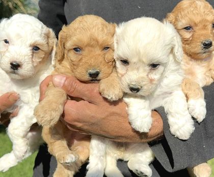Şirin Maltipoo Yavrularımız