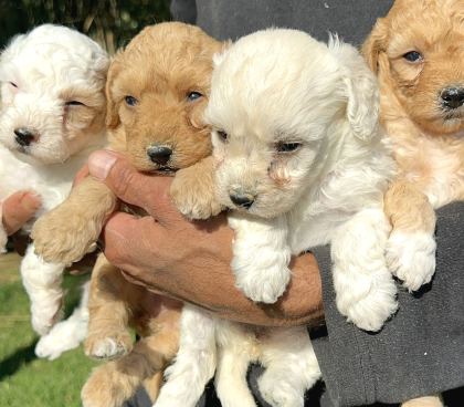 Şirin Maltipoo Yavrularımız