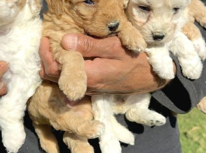 Şirin Maltipoo Yavrularımız