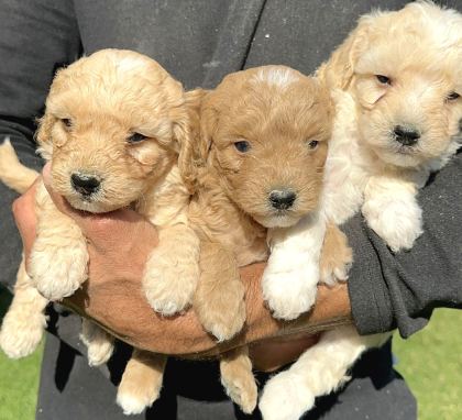 Şirin Maltipoo Yavrularımız